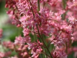 Bastard-Schaumblüte 'Viking Ship' -Günstiges Garten Zart Geschäft bastard schaumbluete viking ship m058936 w 2