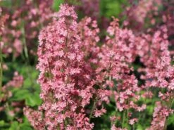 Bastard-Schaumblüte 'Viking Ship' -Günstiges Garten Zart Geschäft bastard schaumbluete viking ship m058936 w 3