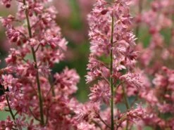 Bastard-Schaumblüte 'Viking Ship' -Günstiges Garten Zart Geschäft bastard schaumbluete viking ship m058936 w 4