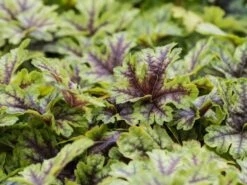 Bastard-Schaumblüte 'Viking Ship' -Günstiges Garten Zart Geschäft bastard schaumbluete viking ship m058936 w 5