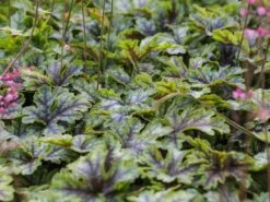 Bastard-Schaumblüte 'Viking Ship' -Günstiges Garten Zart Geschäft bastard schaumbluete viking ship m058936 w 6