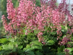 Bastard-Schaumblüte 'Viking Ship' -Günstiges Garten Zart Geschäft bastard schaumbluete viking ship m058936 w 7