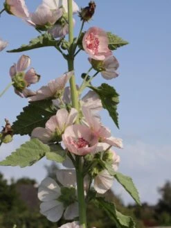 Halbstrauchige Stockrose 'Parkfrieden' 9 Halbstrauchige Stockrose 'Parkfrieden' -Günstiges Garten Zart Geschäft bastard stockrose m076708 w 0
