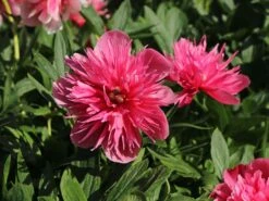 Bauerngarten-Pfingstrose 'Rosea Plena' -Günstiges Garten Zart Geschäft bauerngarten pfingstrose rosea plena m059818 w 0