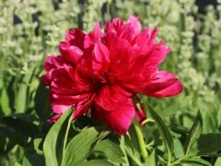 Bauerngarten-Pfingstrose 'Rubra Plena'