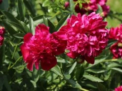 Bauerngarten-Pfingstrose 'Rubra Plena' -Günstiges Garten Zart Geschäft bauerngarten pfingstrose rubra plena m075384 w 2