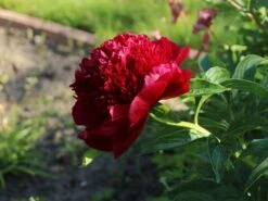 Bauerngarten-Pfingstrose 'Rubra Plena' -Günstiges Garten Zart Geschäft bauerngarten pfingstrose rubra plena m075384 w 3