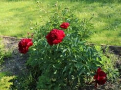 Bauerngarten-Pfingstrose 'Rubra Plena' -Günstiges Garten Zart Geschäft bauerngarten pfingstrose rubra plena m075384 w 4