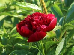 Bauerngarten-Pfingstrose 'Rubra Plena' -Günstiges Garten Zart Geschäft bauerngarten pfingstrose rubra plena m075384 w 5