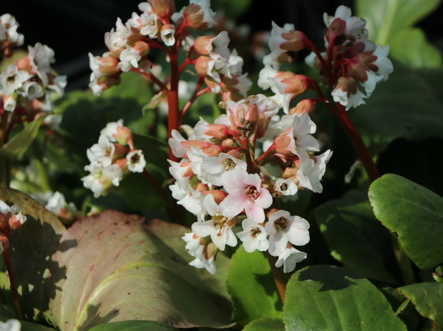 Bergenie 'Bach' 3 Bergenie 'Bach'