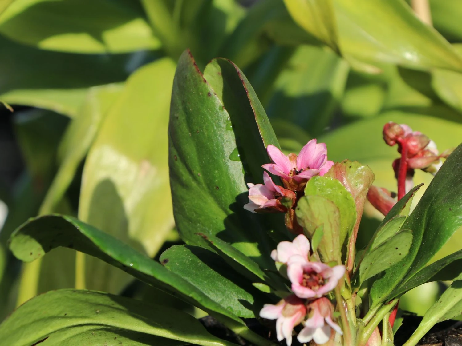 Bergenie 'Bach' 5 Bergenie 'Bach' – Bild 3