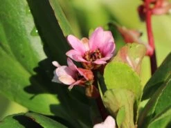 Bergenie 'Bach' 15 Bergenie 'Bach' -Günstiges Garten Zart Geschäft bergenie bach m102042 w 1