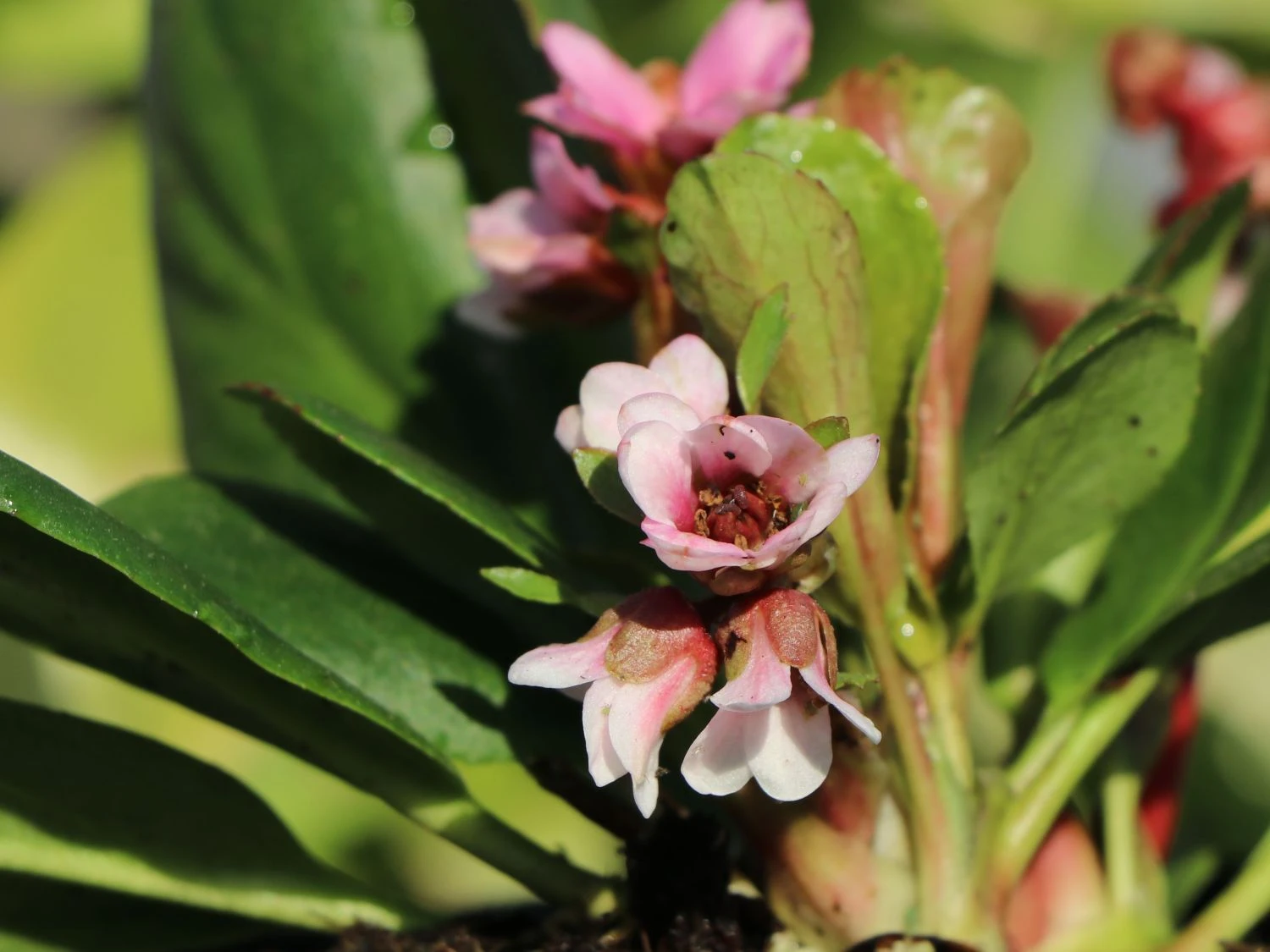 Bergenie 'Bach' 7 Bergenie 'Bach' – Bild 5