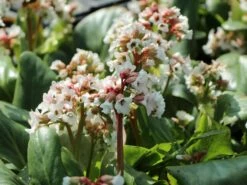 Bergenie 'Bach' 12 Bergenie 'Bach' -Günstiges Garten Zart Geschäft bergenie bach m102042 w 3