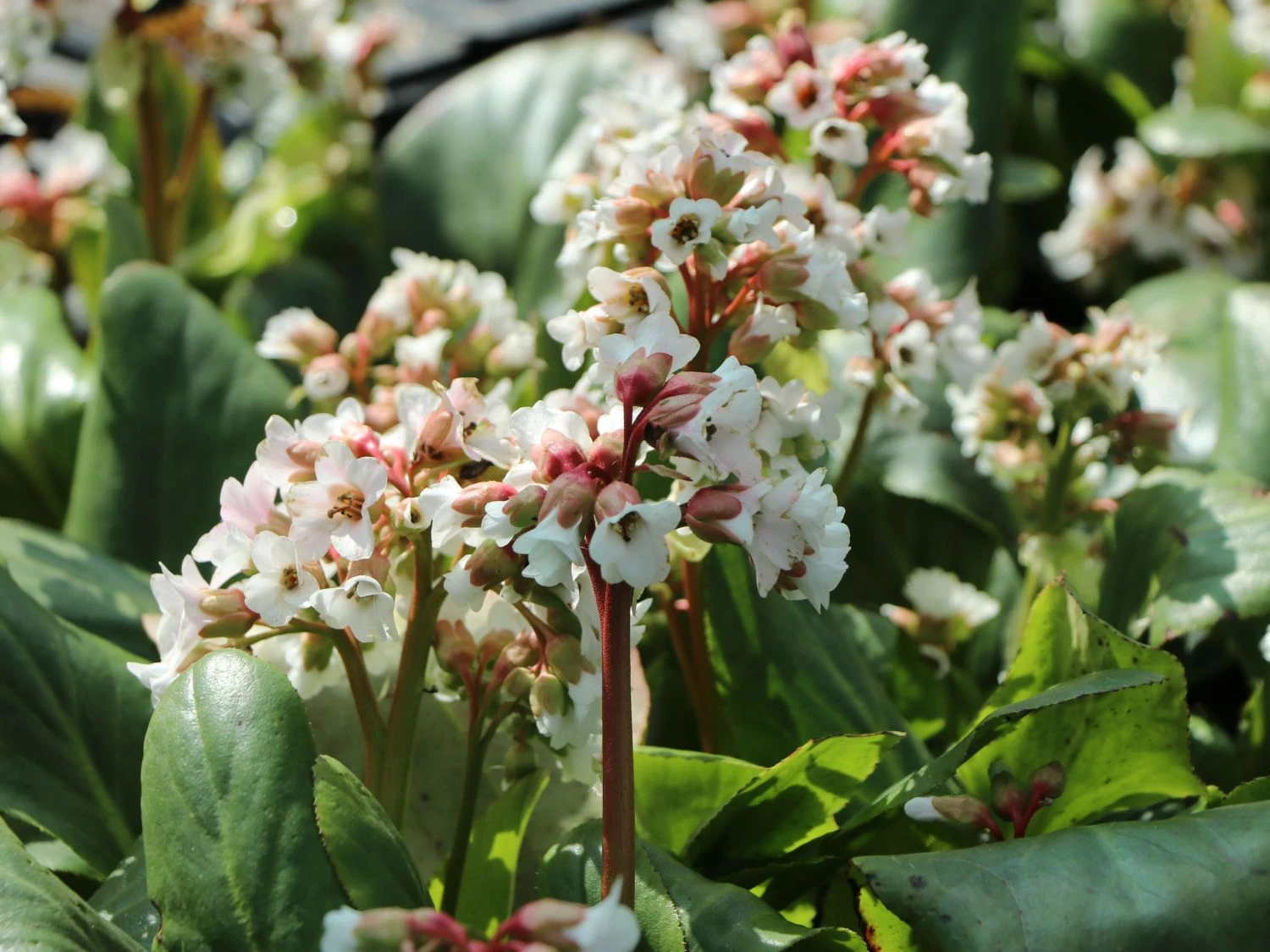 Bergenie 'Bach' 6 Bergenie 'Bach' – Bild 4