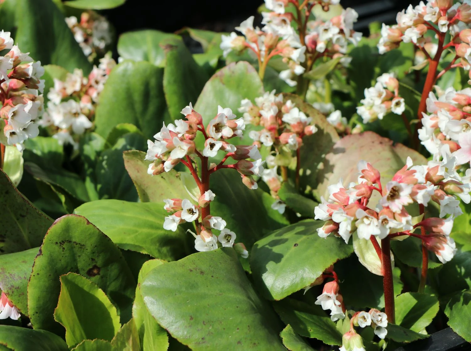 Bergenie 'Bach' 4 Bergenie 'Bach' – Bild 2