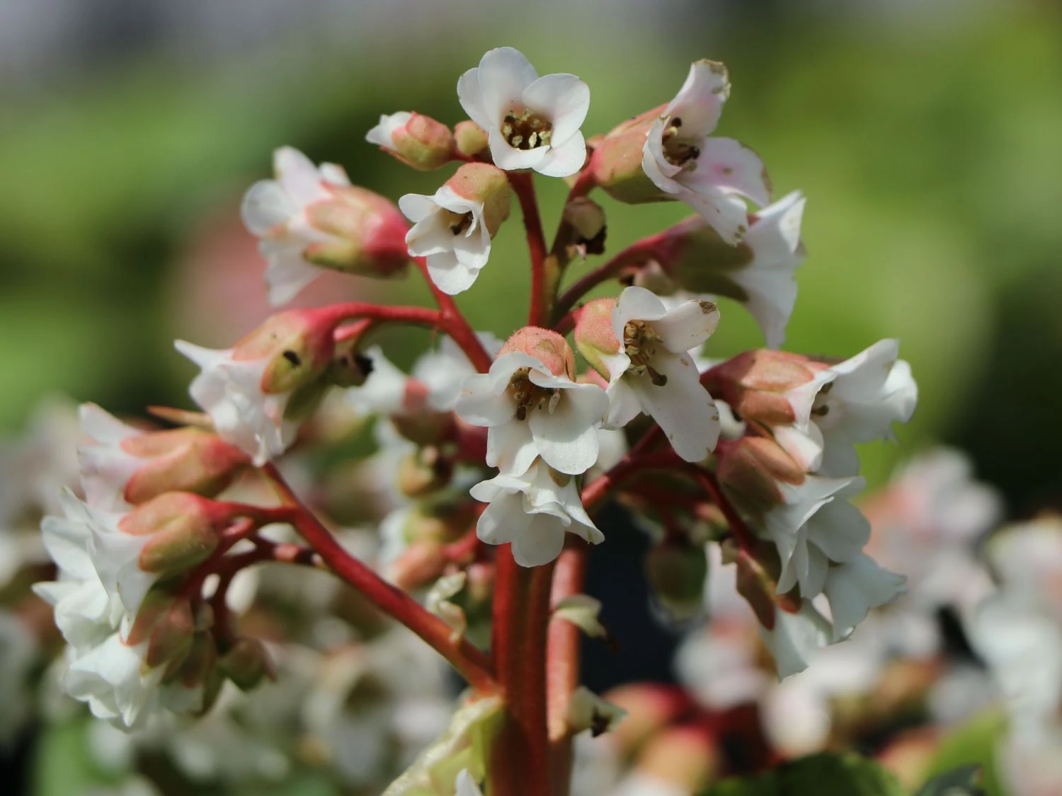 Bergenie 'Bach' 8 Bergenie 'Bach' – Bild 6