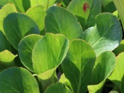 Bergenie 'David' -Günstiges Garten Zart Geschäft bergenie david m077160 w 0