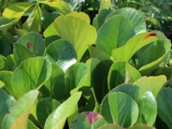 Bergenie 'David' -Günstiges Garten Zart Geschäft bergenie david m077160 w 3