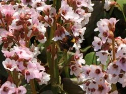 Bergenie 'Dragonfly Angel Kiss'