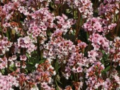 Bergenie 'Dragonfly Angel Kiss' -Günstiges Garten Zart Geschäft bergenie dragonfly angel kiss m107476 w 0 1