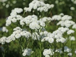 Bertrams-Garbe 'Peter Cottontail' -Günstiges Garten Zart Geschäft bertrams garbe peter cottontail m117781 w 3