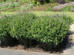 Blaue Färberhülse Decadence-Serie 'Lemon Meringue' -Günstiges Garten Zart Geschäft blaue faerberhuelse decadence serie lemon meringue m117921 w 0