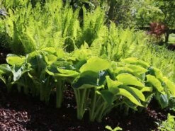 Blaue Gelbrand-Funkie 'Frances Williams' -Günstiges Garten Zart Geschäft blaue gelbrand funkie frances williams m009983 w 0