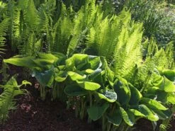 Blaue Gelbrand-Funkie 'Frances Williams' -Günstiges Garten Zart Geschäft blaue gelbrand funkie frances williams m009983 w 5