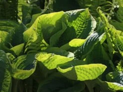 Blaue Gelbrand-Funkie 'Frances Williams' -Günstiges Garten Zart Geschäft blaue gelbrand funkie frances williams m009983 w 6