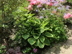 Blaue Gelbrand-Funkie 'Frances Williams' -Günstiges Garten Zart Geschäft blaue gelbrand funkie frances williams m009983 w 7