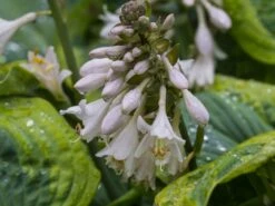 Blaue Gelbrand-Funkie 'Frances Williams' -Günstiges Garten Zart Geschäft blaue gelbrand funkie francess williams m009983 w 0