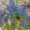 Blauer Lerchensporn -Günstiges Garten Zart Geschäft blauer lerchensporn m117926 h 0