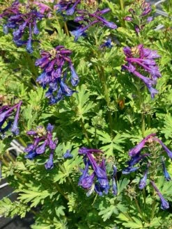 Blauer Lerchensporn -Günstiges Garten Zart Geschäft blauer lerchensporn m117926 w 0