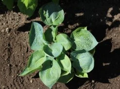 Blaugraue Funkie 'Abiqua Drinking Gourd' -Günstiges Garten Zart Geschäft blaugraue funkie abiqua drinking gourd m058954 w 1