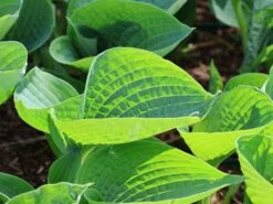 Blaugraue Funkie 'Abiqua Drinking Gourd' -Günstiges Garten Zart Geschäft blaugraue funkie abiqua drinking gourd m058954 w 10