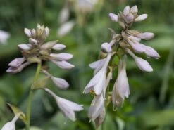 Blaugraue Funkie 'Abiqua Drinking Gourd' -Günstiges Garten Zart Geschäft blaugraue funkie abiqua drinking gourd m058954 w 2