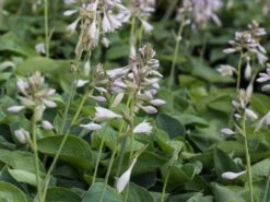 Blaugraue Funkie 'Abiqua Drinking Gourd' -Günstiges Garten Zart Geschäft blaugraue funkie abiqua drinking gourd m058954 w 3
