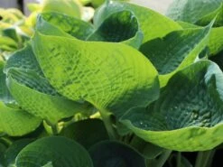 Blaugraue Funkie 'Abiqua Drinking Gourd' -Günstiges Garten Zart Geschäft blaugraue funkie abiqua drinking gourd m058954 w 4