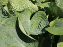 Blaugraue Funkie 'Abiqua Drinking Gourd' -Günstiges Garten Zart Geschäft blaugraue funkie abiqua drinking gourd m058954 w 5