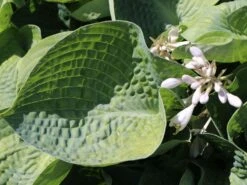 Blaugraue Funkie 'Abiqua Drinking Gourd' -Günstiges Garten Zart Geschäft blaugraue funkie abiqua drinking gourd m058954 w 6