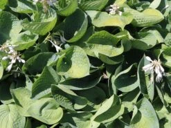 Blaugraue Funkie 'Abiqua Drinking Gourd' -Günstiges Garten Zart Geschäft blaugraue funkie abiqua drinking gourd m058954 w 7