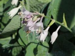 Blaugraue Funkie 'Abiqua Drinking Gourd' -Günstiges Garten Zart Geschäft blaugraue funkie abiqua drinking gourd m058954 w 9