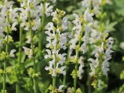 Blüten-Salbei Color Spires 'Snow Kiss'