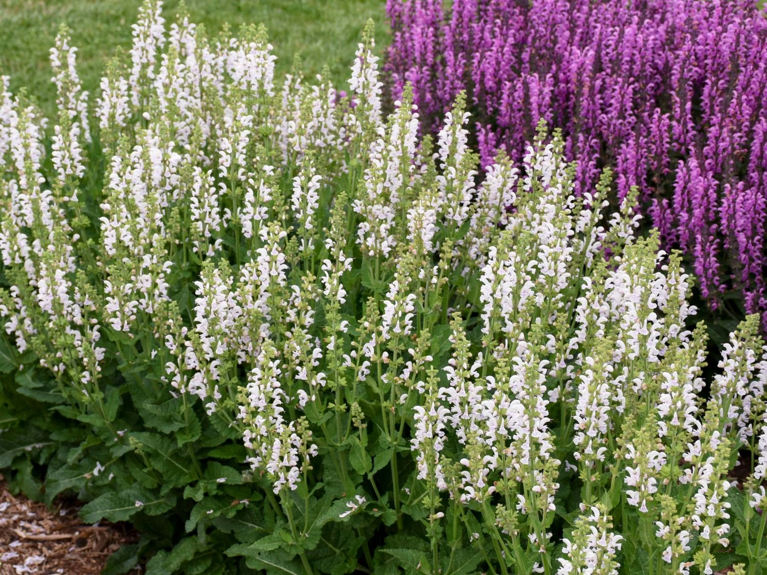 Blüten-Salbei Color Spires 'Snow Kiss' 4 Blüten-Salbei Color Spires 'Snow Kiss' – Bild 2