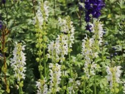 Blüten-Salbei Color Spires 'Snow Kiss' 10 Blüten-Salbei Color Spires 'Snow Kiss' -Günstiges Garten Zart Geschäft blueten salbei color spires snow kiss m117872 w 1