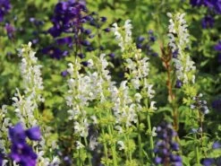 Blüten-Salbei Color Spires 'Snow Kiss' 12 Blüten-Salbei Color Spires 'Snow Kiss' -Günstiges Garten Zart Geschäft blueten salbei color spires snow kiss m117872 w 2