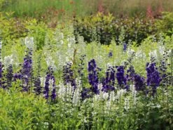 Blüten-Salbei Color Spires 'Snow Kiss' 11 Blüten-Salbei Color Spires 'Snow Kiss' -Günstiges Garten Zart Geschäft blueten salbei color spires snow kiss m117872 w 3