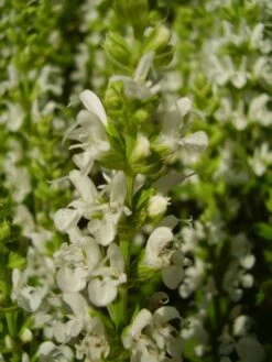 Blüten-Salbei Salvia Sensation ® 'White' 14 Blüten-Salbei Salvia Sensation ® 'White' -Günstiges Garten Zart Geschäft blueten salbei sensation white m060334 401538 0