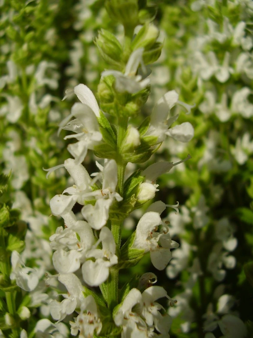 Blüten-Salbei Salvia Sensation ® 'White' 8 Blüten-Salbei Salvia Sensation ® 'White' – Bild 6